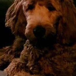 Goldendoodles from Rebecca's Goldendoodles