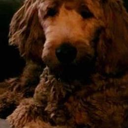 Goldendoodles from Rebecca's Goldendoodles