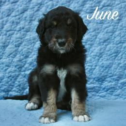 June - Black phantom female Aussiedoodle puppy in Kings Mountain, North Carolina from Champion Farms Doodles