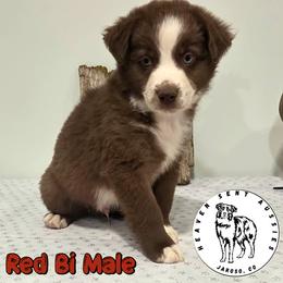 Enoch - Red & white male Miniature Australian Shepherd puppy in Jaroso, Colorado from Heaven Sent Aussies