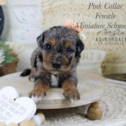 Pink collar - Merle female Schnoodle puppy in Plattsburgh, New York from Adirondack Poodles Goldendoodles,Bernedoodles & Schnoodles