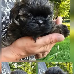 Champ - Brindle male Shih Tzu puppy in Ellettsville, Indiana from Cutie Pie Shih Tzus