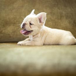 French Bulldog Puppies from Christine's French Bulldogs