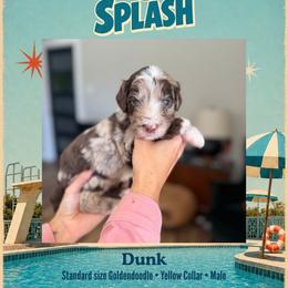 Dunk - Dallas TX - 4,000 - Chocolate male Goldendoodle puppy in Garland, Texas from Twilight Doodles