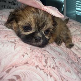 Ember - Sable female Shih Tzu puppy in Coolidge, Arizona from Shih Tzu’s  ‘N’ Love