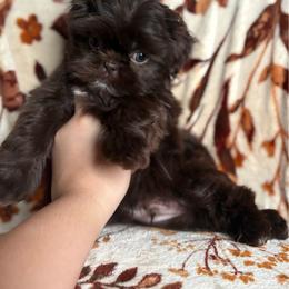 Sassy - Chocolate male Shih Tzu puppy in Las Vegas, Nevada from Vegas Shih Tzus