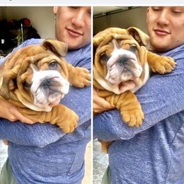 Bulldog Puppies from Dampier Bulldogs Mo