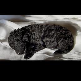 Coal - Black male Goldendoodle puppy in Sterling, Connecticut from Justine’s Retrievers and Doodles