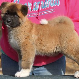 Akita Puppies from Sundara Akitas