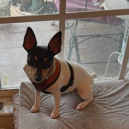 KJ - Toy Fox Terrier