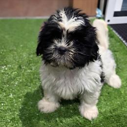 Cutie - Black and white female Shih Tzu puppy in Bourne, Massachusetts from Shih Tzu Pups