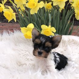 Yorkshire Terrier Puppies from Mountain Magic Yorkies