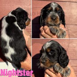 Nightster - Black white and tan female English Springer Spaniel puppy in Fond Du Lac, Wisconsin from Clucking Homestead Springers & Dachshunds
