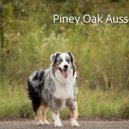 Comet - Australian Shepherd