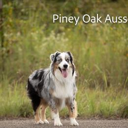 Comet - Australian Shepherd