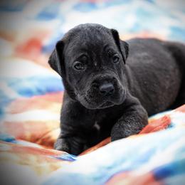 Great Dane Puppies from Genai Great Danes