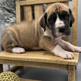 Jiggles - Mantle female Great Dane puppy in Grand Junction, Colorado from Top Brackett Danes