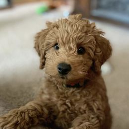 Goldendoodles from Acorn Acres Goldendoodles