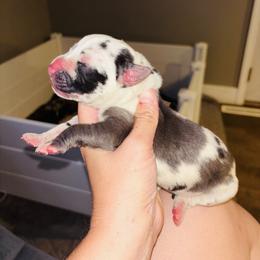 Boy 6 - Harlequin male Great Dane puppy in Ash Grove, Missouri from Dashing Danes