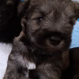 Flashy Phantom salt and pepper - Salt and pepper male Miniature Schnauzer puppy in Kannapolis, North Carolina from Schnauzer Affinity