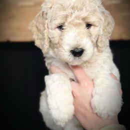 Willow- pink collar female - Parti female Goldendoodle puppy in Silsbee, Texas from Barkley Lane Doodles LLC