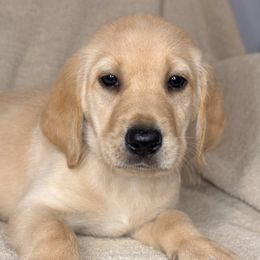 Silver Male - Yellow male Labrador Retriever puppy in Haynesville, Virginia from Red Tide Retrievers