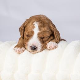 Cavapoo Puppies from North Ranch Doodles