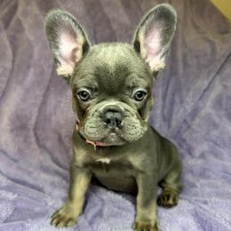 Hammy - Tricolors female French Bulldog puppy in Miami, Florida from Kehaulani's French Bulldogs