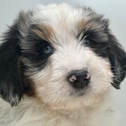 St.Anton - Tri-color male Bernedoodle puppy in Montverde, Florida from Central Florida Bernedoodles