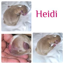 Heidi - Boston Terrier puppy from Circle P's Boston Terriers