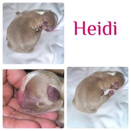 Heidi - Boston Terrier puppy from Circle P's Boston Terriers