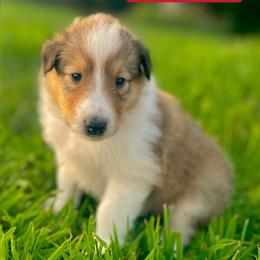 Betsy Rose - Sable and white female Collie puppy in Waterville, Iowa from Lisa’s Lassies