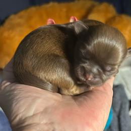Blake - Chocolate male Shih Tzu puppy in New Port Richey, Florida from Stanford's Shih Tzus