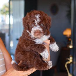 Peter - Brown and white male Bernedoodle puppy in Yuba City, California from Ranch House Doodles
