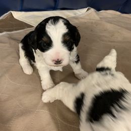 Bernedoodle and Poodle Puppies from Luck O the Doodle