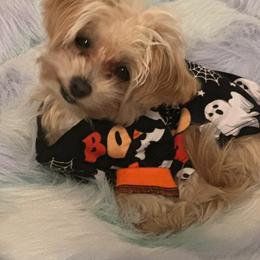 Maltese and Maltipoo Puppies from PrissyPawz