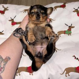 Dachshund Puppies from Sassy Kat’s Dachshunds
