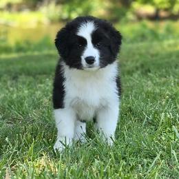 Ash - Black and white male Border Collie puppy in Olney, Illinois from Heronwood Border Collies