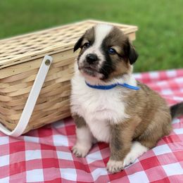 Border Collie and English Shepherd Puppies from Kefi Collie Co