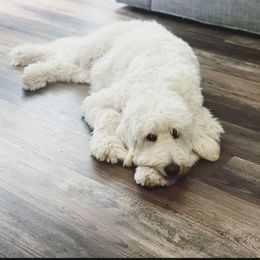 Marlee-Mae - Goldendoodle