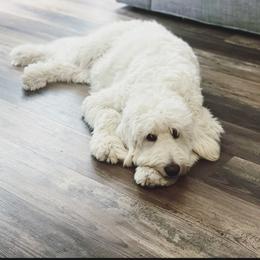 Marlee-Mae - Goldendoodle