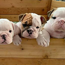 Bulldogs from Adora Bulldogs