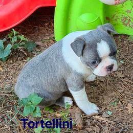 Tortellini - Blue male Boston Terrier puppy in Griffin, Georgia from Celtic Performance Bostons