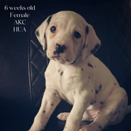 Autumn - White and black Dalmatian puppy in Clinton, Missouri from Dalmatia BnB