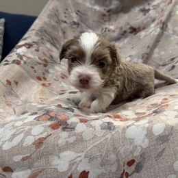 Honey - Chocolate female Havanese puppy in Englewood, New Jersey from Happy Havanese NJ
