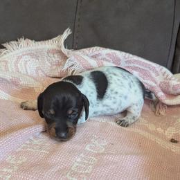 Peter Pan - Piebald male Dachshund puppy in Hollow Rock, Tennessee from Cedarhills