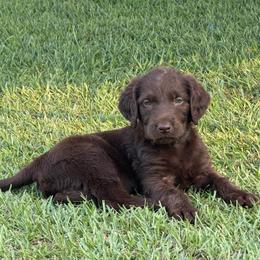 Harvey - Chocolate male Labradoodle puppy in Georgetown, South Carolina from Muddy Bay Kennels