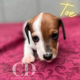 Dachshund Puppies from Camacho_Dachshunds