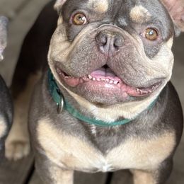 Olaf - French Bulldog