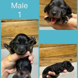 Pistol's Male 1 - Black and tan male Dachshund puppy in Rattan, Oklahoma from Burgett’s Barnyard Dachshunds